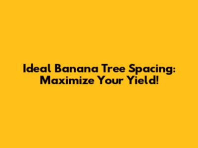 Ideal Banana Tree Spacing: Maximize Your Yield!