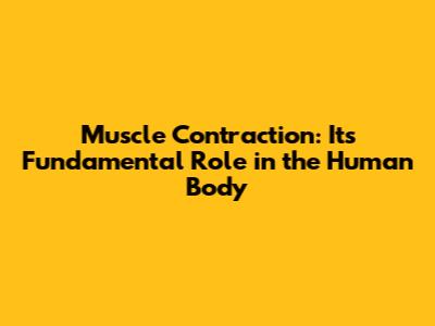 Muscle Contraction: Its Fundamental Role in the Human Body