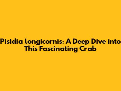 Pisidia longicornis: A Deep Dive into This Fascinating Crab